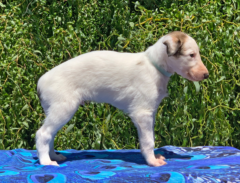 5 weeks - Boy 3 right